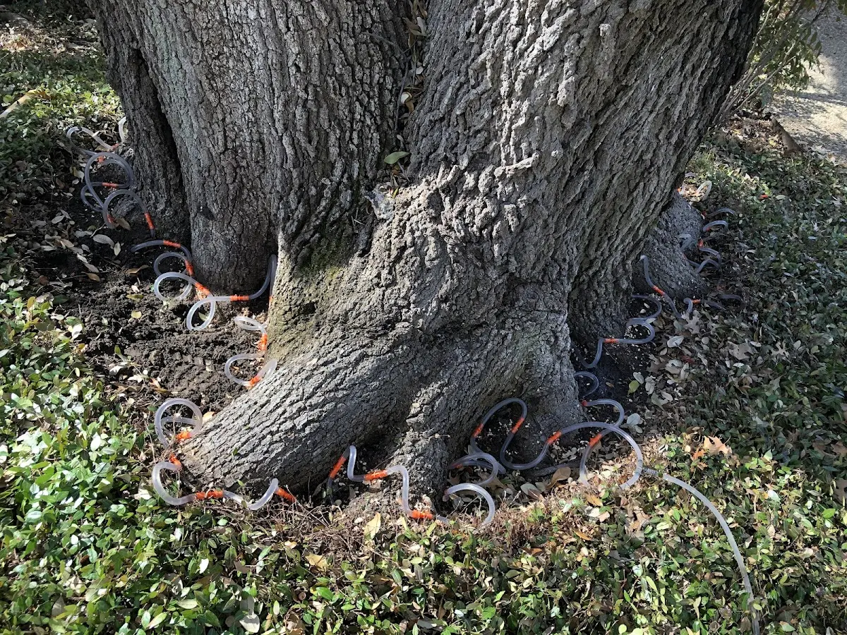 Detailed Tree Cabling and Bracing job site in Newburgh